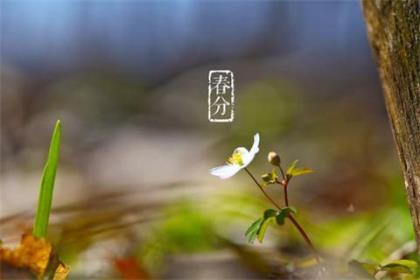 思念一个人的句子唯美