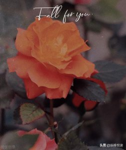 ​泰戈尔唯美又充满哲理的优美句子，收藏+用起来