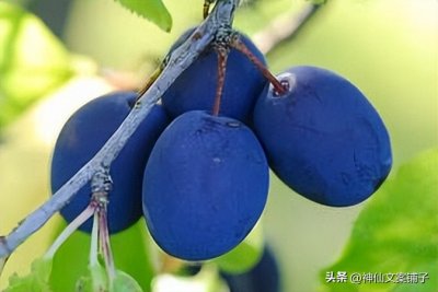 ​极其含蓄的表白短句