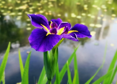 ​惊艳唯美的古风句子，古风满满，朗朗上口，值得收藏