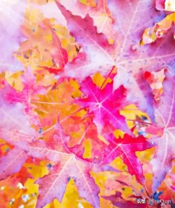 ​捧在手心里的经典语录:把你捧在手心里