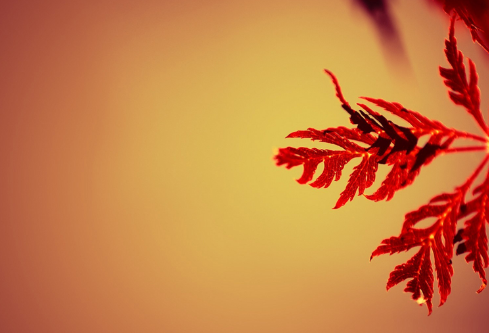 1689288801550333.png image.png