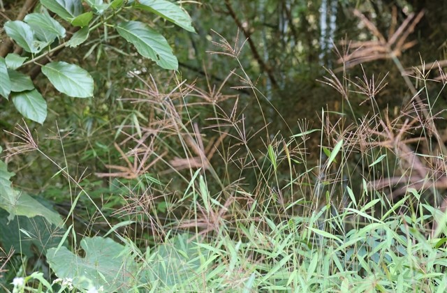 高雅气质女人微信名字