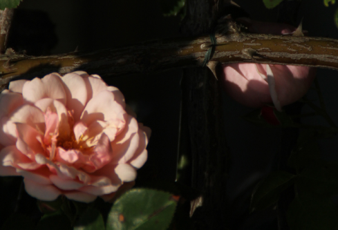 1686292444125024.png image.png