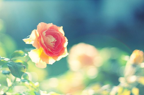 非诚勿扰搞笑语录78句