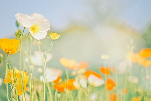 作文中能用到的唯美古风句子(40句)