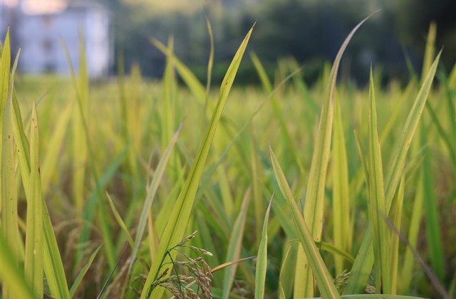 耐听的网名女 耐听的网名女