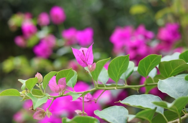 2023最洋气网名(801个) 2023最洋气网名(801个)