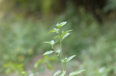 ​爆好听的仙女网名(共457个)