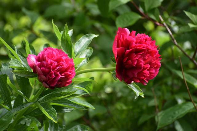 有关玫瑰唯美短句子(精选50句)