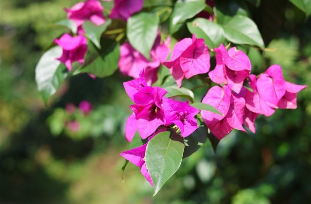 唯美古风网名女生诗意 唯美古风网名女生诗意