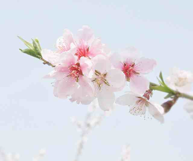 关于桃花的唯美句子(精选82句)