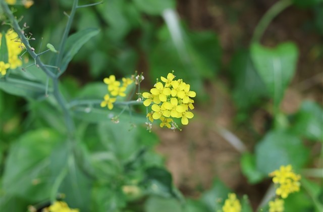 文艺范昵称女 文艺范昵称女