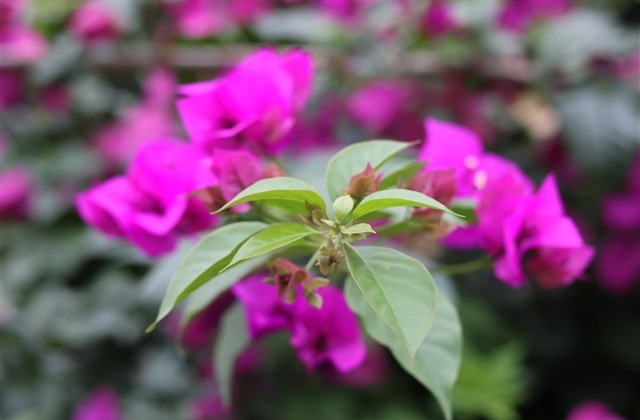 qq飞车手游稀少二字id(共223个) qq飞车手游稀少二字id(共223个)