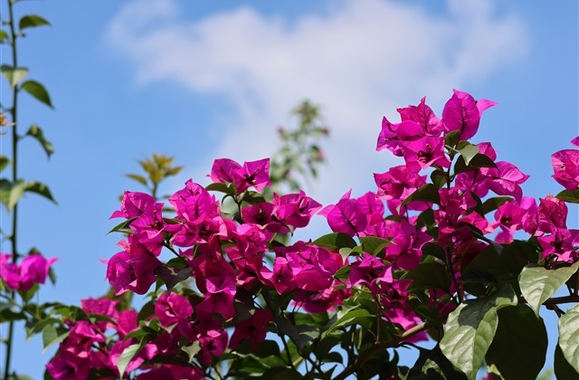 古风小团体名字(优选168个) 古风小团体名字(优选168个)