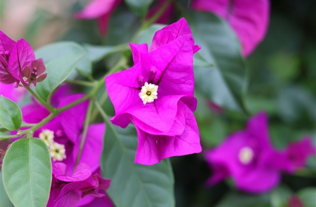 与母亲有关的俗语或格言 与母亲有关的俗语或格言