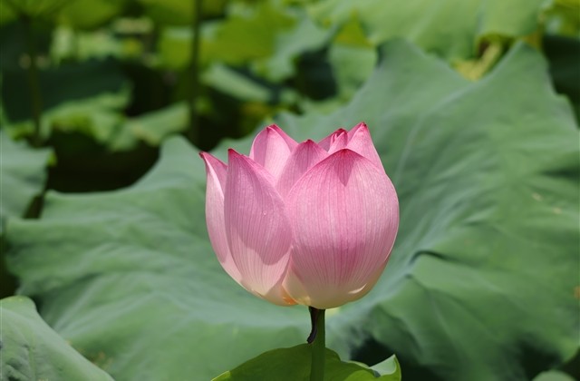 让人过目不忘的昵称最好听的网名(精选144个) 让人过目不忘的昵称最好听的网名(精选144个)