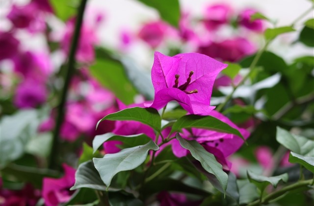 好听又可爱的网名女生 好听又可爱的网名女生