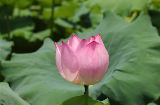 清新阳光的唯美情侣网名(精选86个) 清新阳光的唯美情侣网名(精选86个)