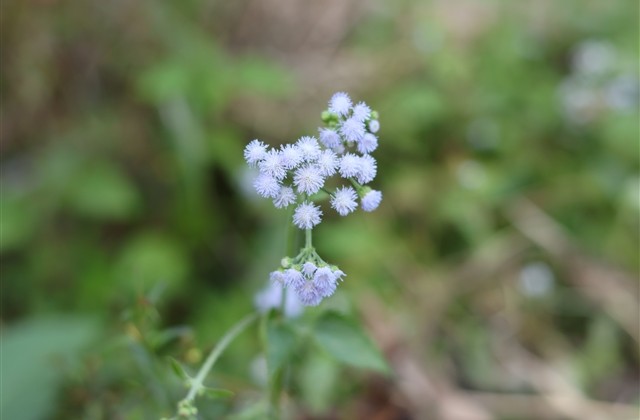 孤岛英文字母的网名(共21个) 孤岛英文字母的网名(共21个)