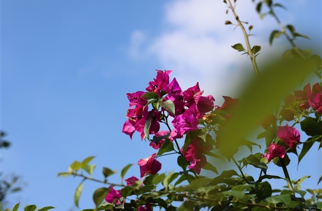 好听的微博名字女生成熟 好听的微博名字女生成熟