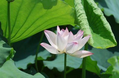 ​高雅有气质的网名昵称(共142个)
