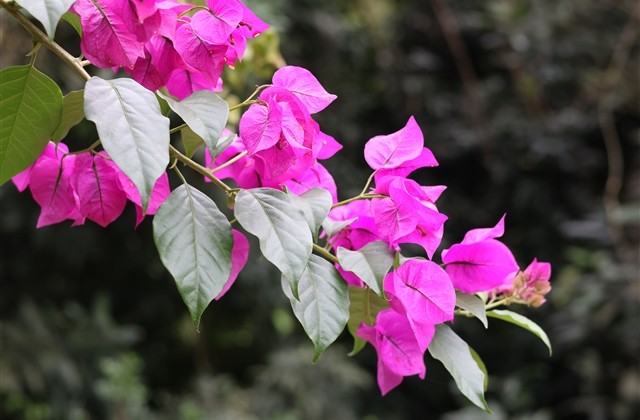 穿越火线二字游戏名