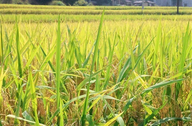 森系小清新女生网名简短 森系小清新女生网名简短