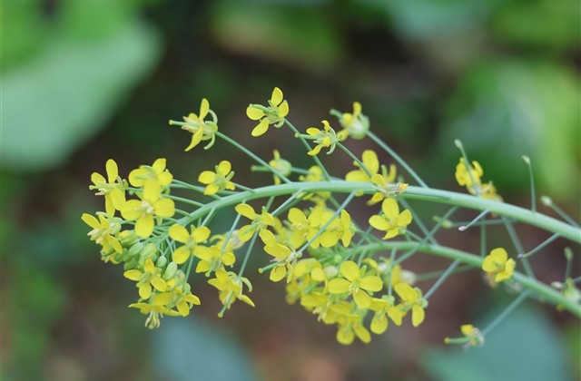 2个字的网名小清新 2个字的网名小清新