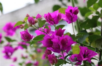 ​2024女生网名带符号小清新 仙气飘飘的特殊符号网名