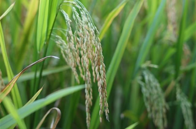 一个字好听的游戏名字(精选335个)