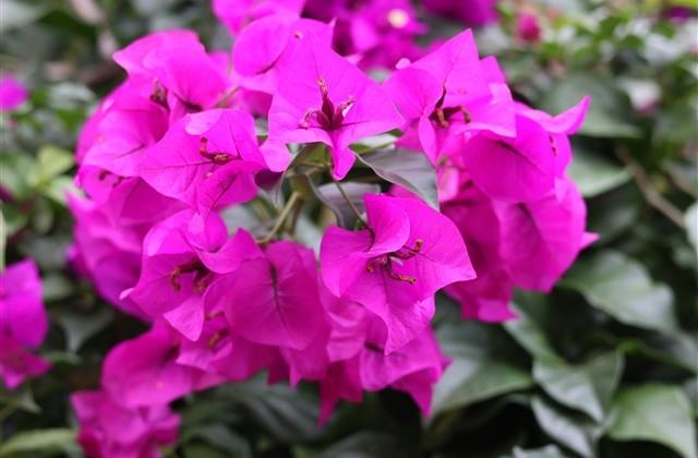 夫妻一生恩爱网名大全 夫妻一生恩爱网名大全