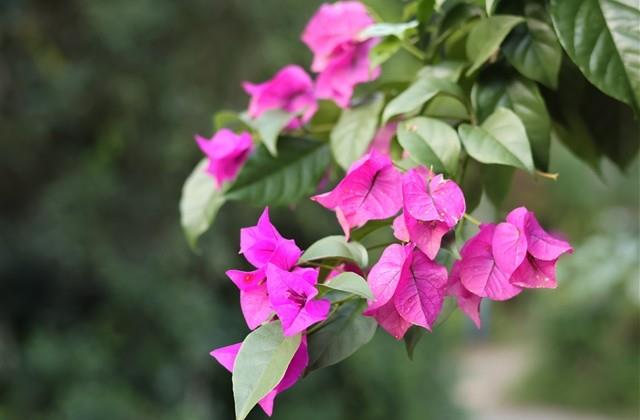 带萱字的网名昵称大全(精选103个) 带萱字的网名昵称大全(精选103个)