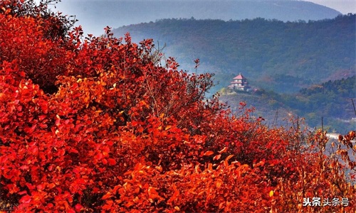 330路与香山红叶——北漂回忆录(六)