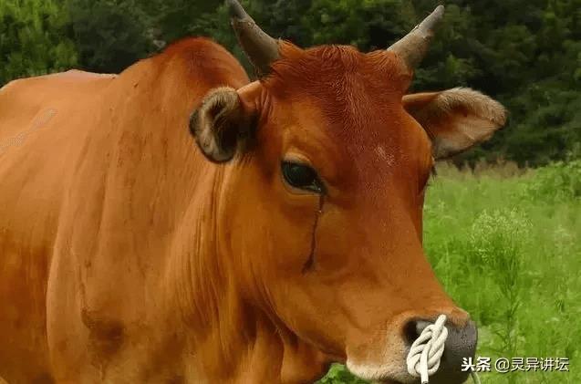 民间故事:乞丐救落泪老牛,原来竟是阴阳人