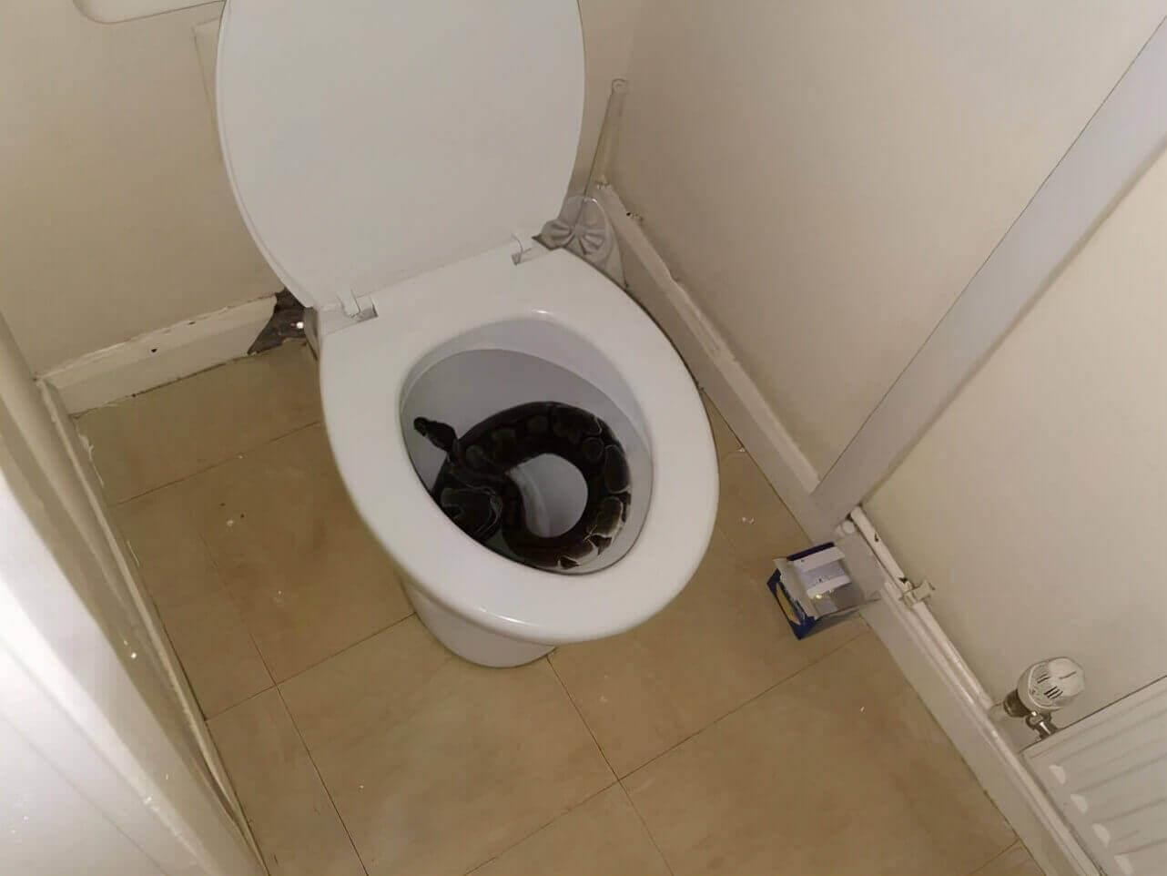 画面太过恐怖!英国女子凌晨起来上厕所,马桶里竟惊现一条蛇