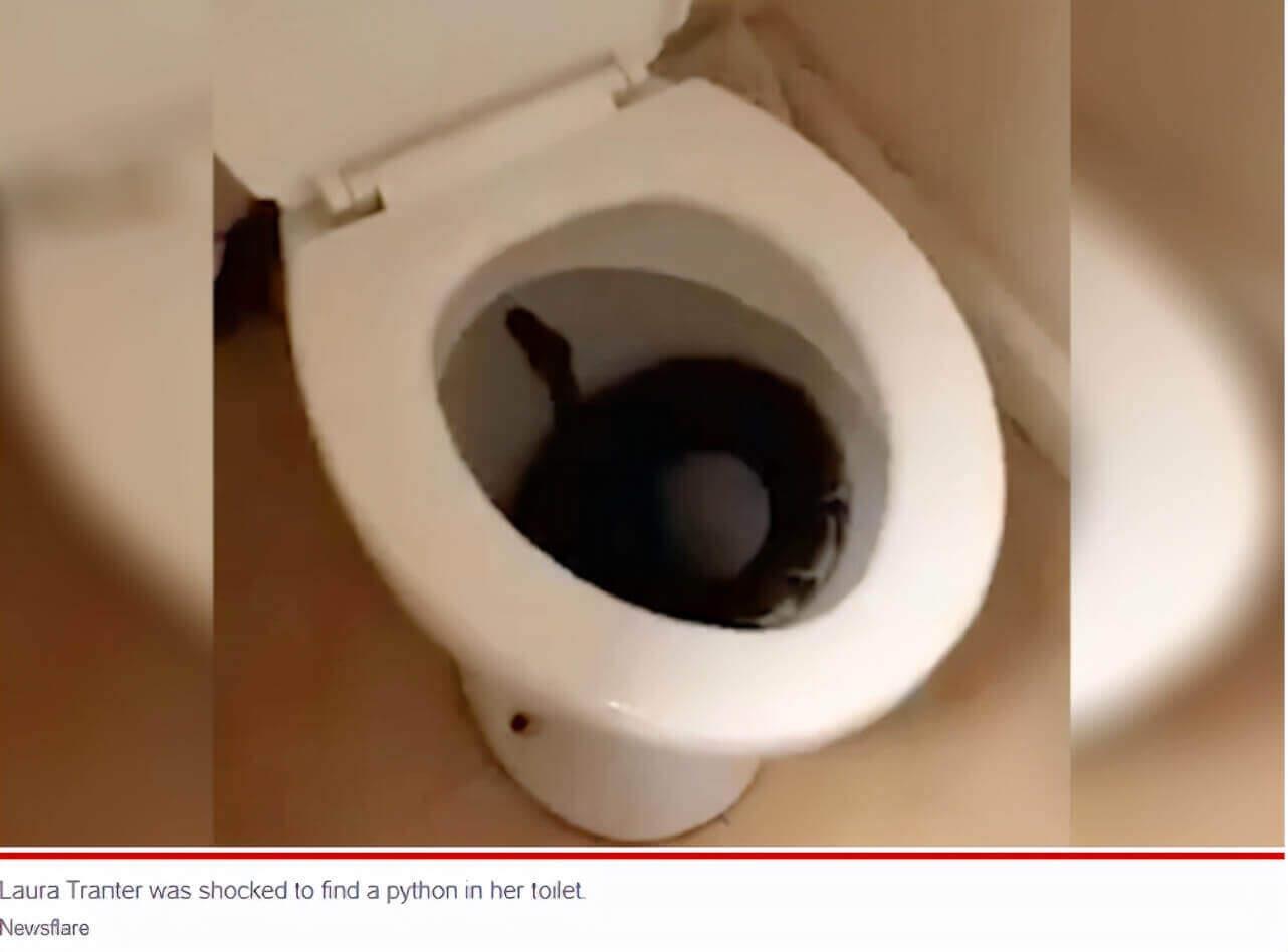 画面太过恐怖!英国女子凌晨起来上厕所,马桶里竟惊现一条蛇