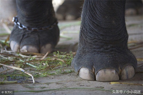 灵异恐怖短篇小说:大象脚