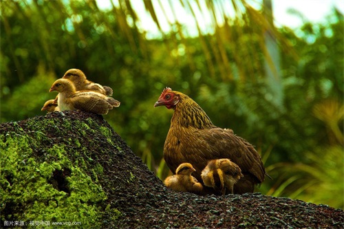 救狐狸得到意外惊喜！讲几个大兴安岭真实灵异小故事，你听过吗？