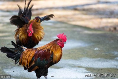 ​伊索寓言双语故事54:打架的公鸡与老鹰（伊索寓言鹰和乌鸦的故事）