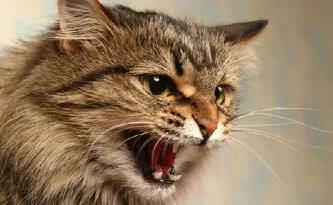 胆小慎入!万圣节超短英语恐怖故事