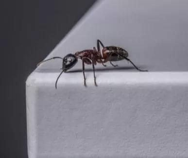 蚂蚁的精神(儿童故事)