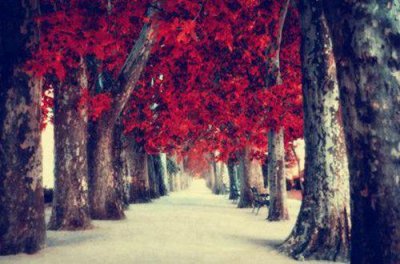 ​描写清明节的句子佳句(清明节摘抄好词好句好段)