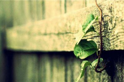 ​优美的句子经典优美语句摘抄 (精选62句)