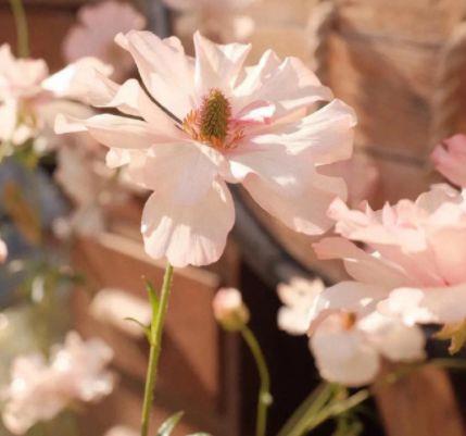 感恩的心的经典句子(精选150句)