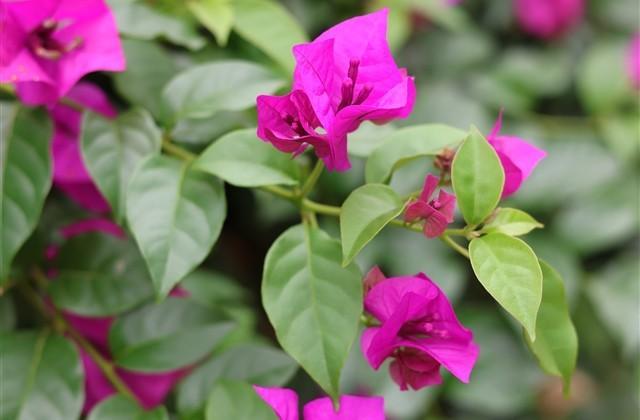 吸引人的五字网名 吸引人的五字网名