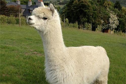 好听又牛逼的dnf网名