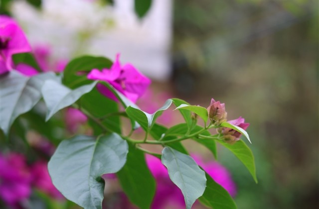 意难平的说说文案