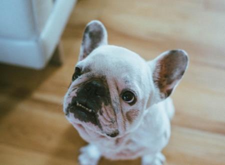 能带来好运的狗狗名字