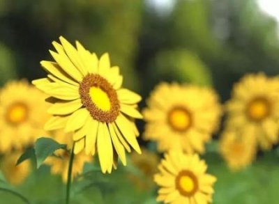 ​带墨字的名字